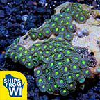 Colony Polyp, Blue & Green 